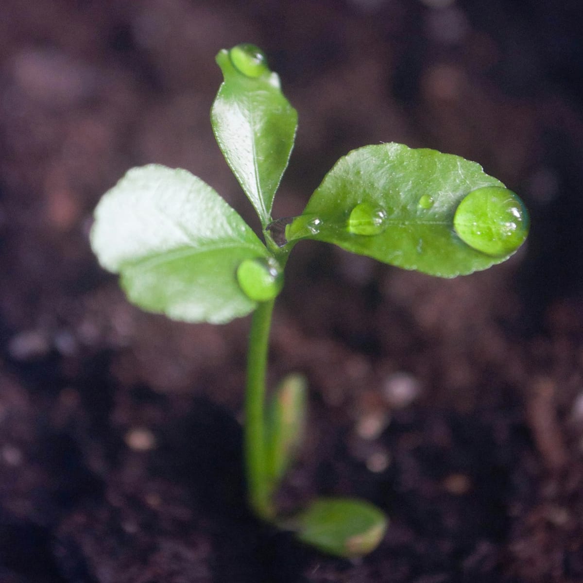 Worried about the Seed