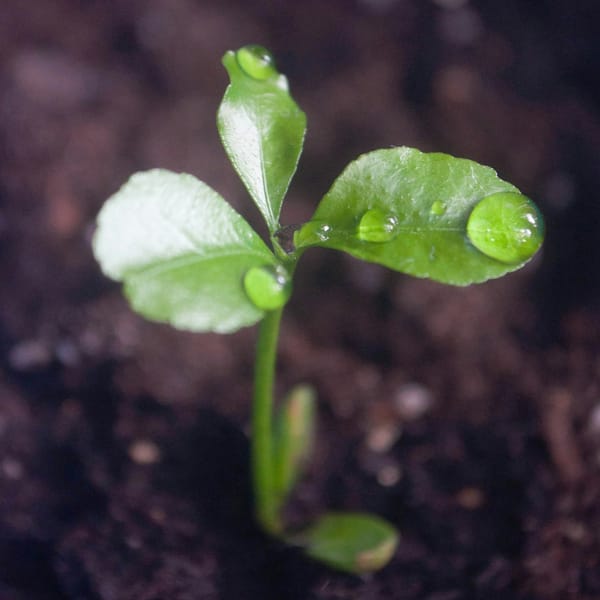 Worried about the Seed